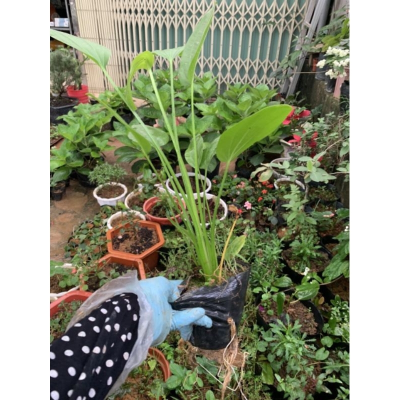 Cây hoa bách thủy tiên - lan nước