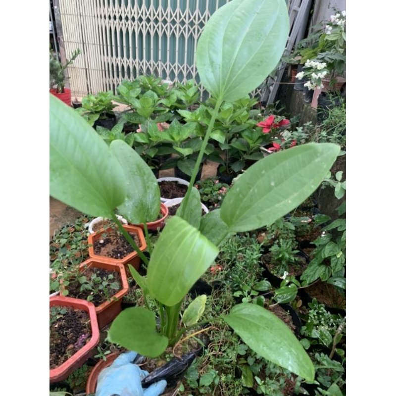 Cây hoa bách thủy tiên - lan nước