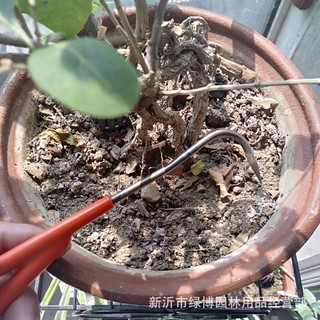 Dụng cụ móc rễ bonsai