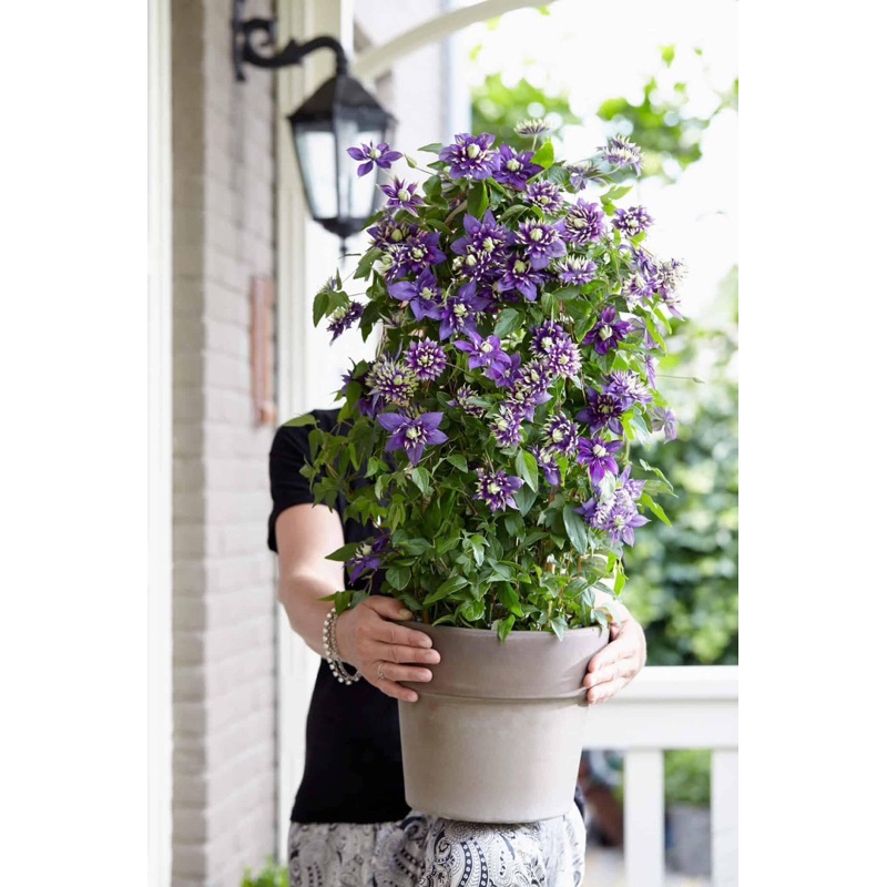 Cây hoa lão ông cánh kép / Clematis ‘Taiga’