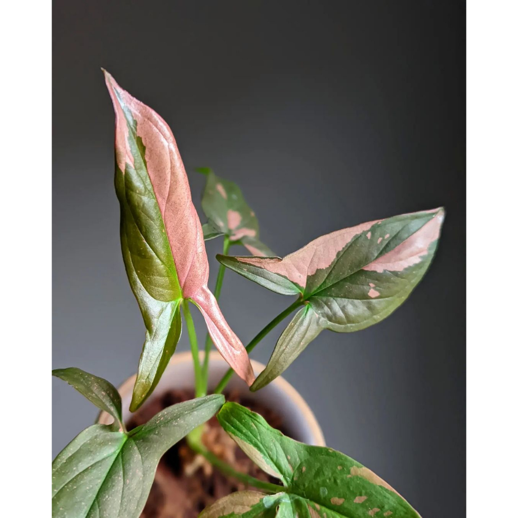 Cây Syngonium Pink Splash ✨ FREESHIP ✨ Trầu Bà Hồng Syngonium Pink Splash