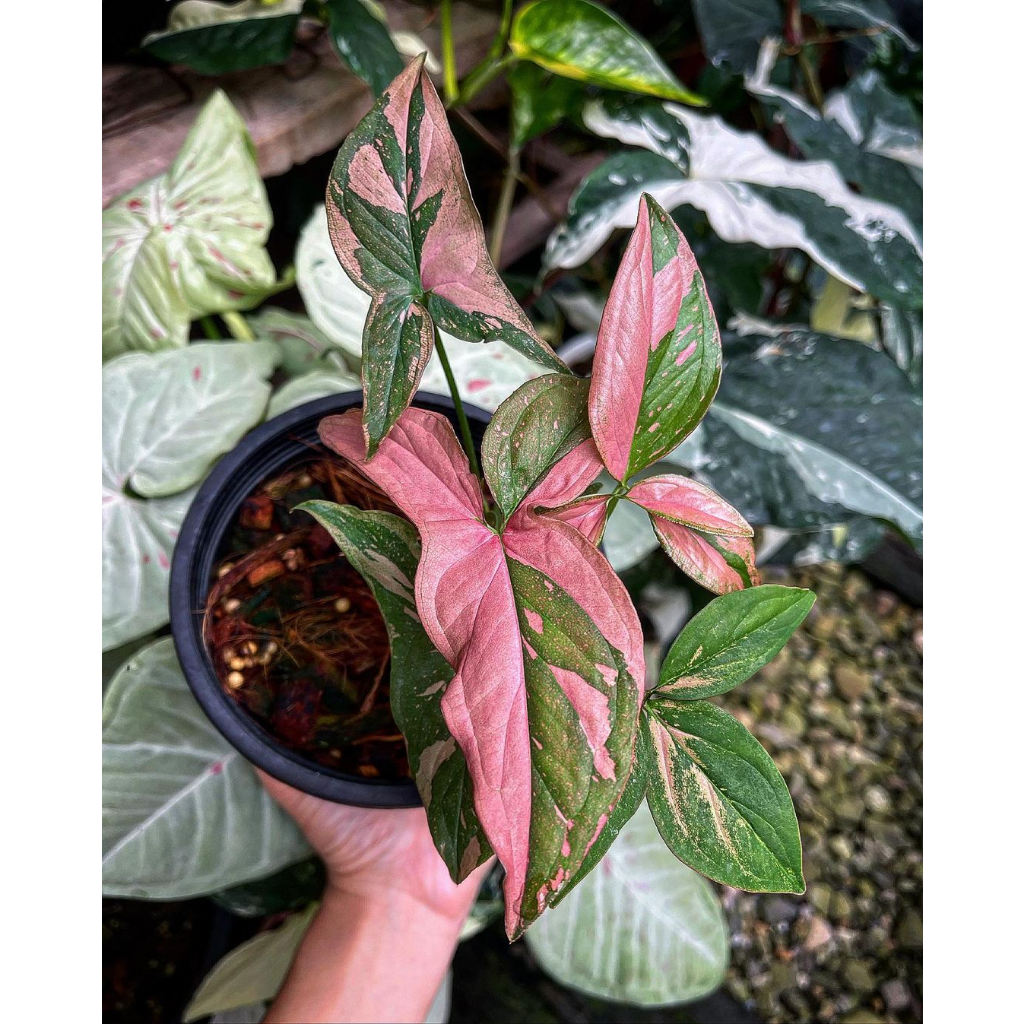 Cây Syngonium Pink Splash ✨ FREESHIP ✨ Trầu Bà Hồng Syngonium Pink Splash