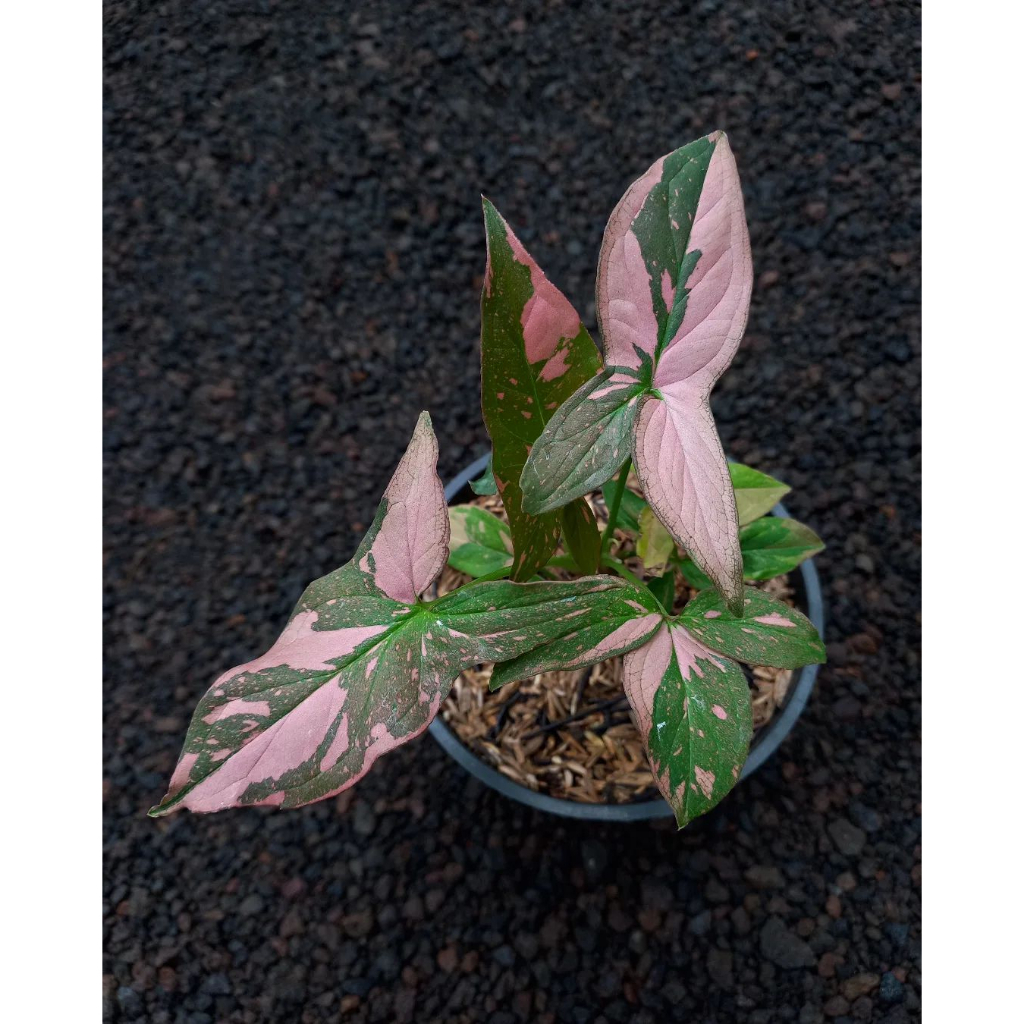 Cây Syngonium Pink Splash ✨ FREESHIP ✨ Trầu Bà Hồng Syngonium Pink Splash