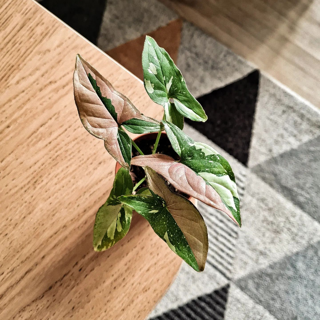 Cây Syngonium Pink Splash ✨ FREESHIP ✨ Trầu Bà Hồng Syngonium Pink Splash