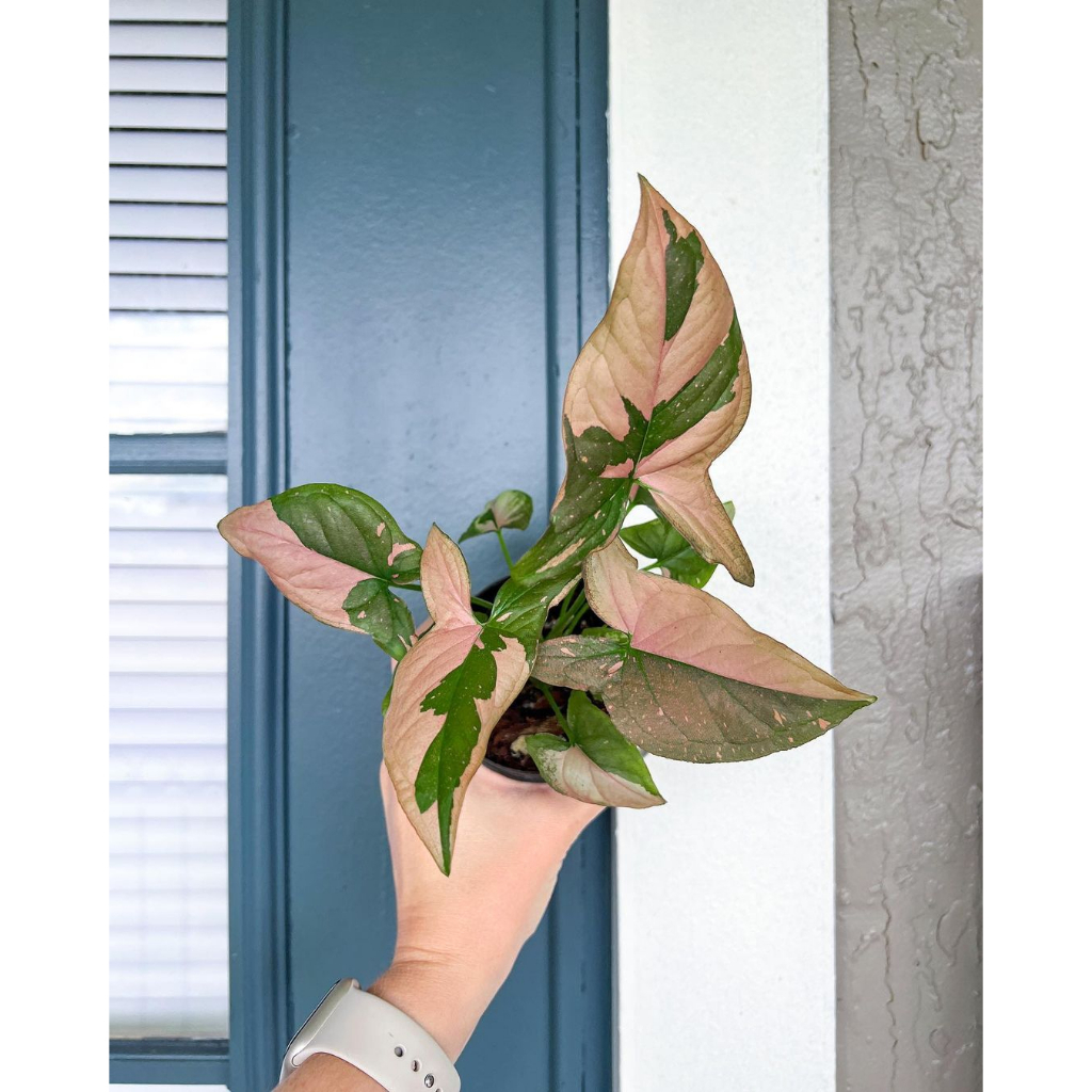 Cây Syngonium Pink Splash ✨ FREESHIP ✨ Trầu Bà Hồng Syngonium Pink Splash