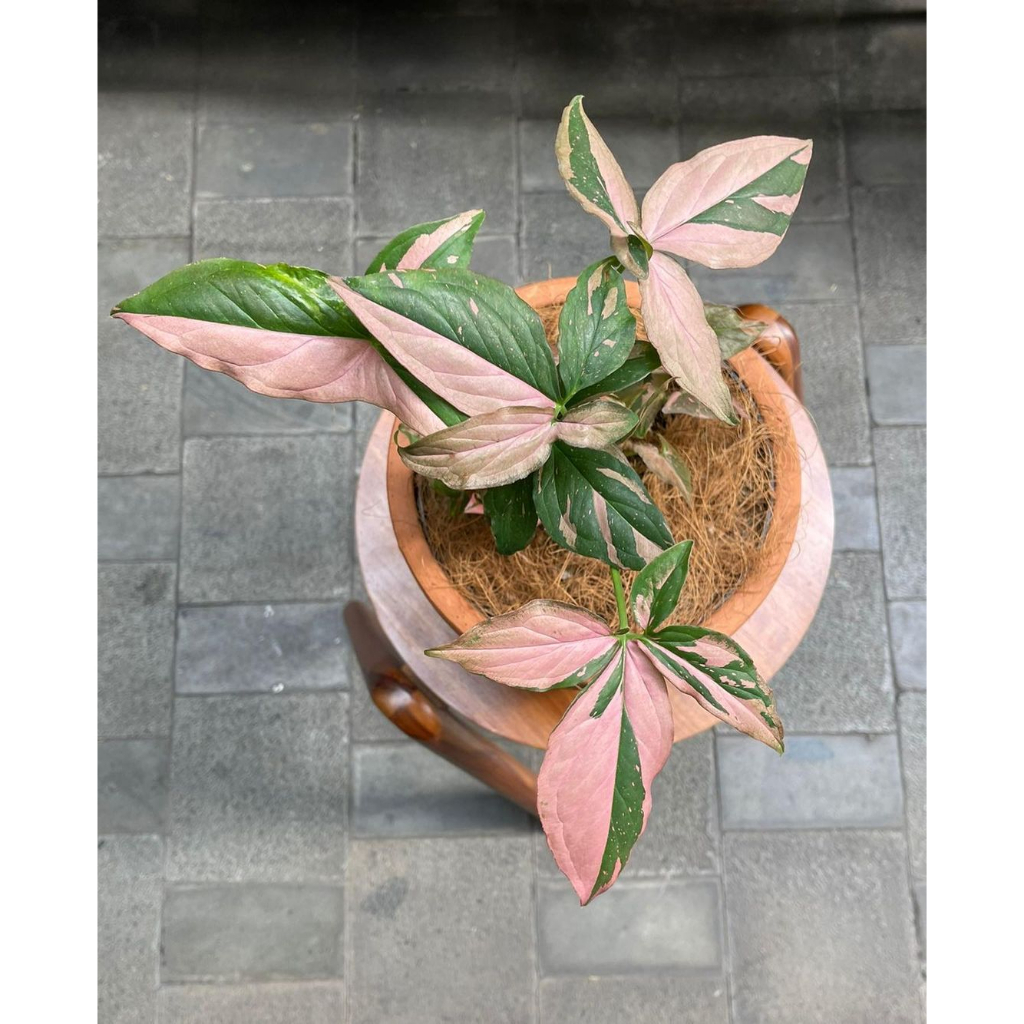 Cây Syngonium Pink Splash ✨ FREESHIP ✨ Trầu Bà Hồng Syngonium Pink Splash