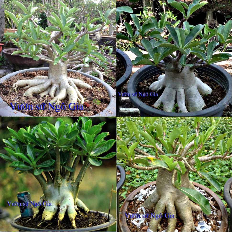 Hạt giống hoa sứ kim tự tháp nhiều màu dể trồng f1-gói 8 hạt-tặng kèm gói 3 viên nén ươm hạt