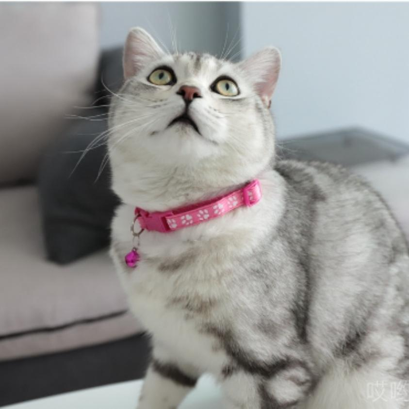 Vòng cổ thú cưng Cún Mèo có chuông dễ thương khóa bấm điều chỉnh màu sắc đẹp VN PET SHOP