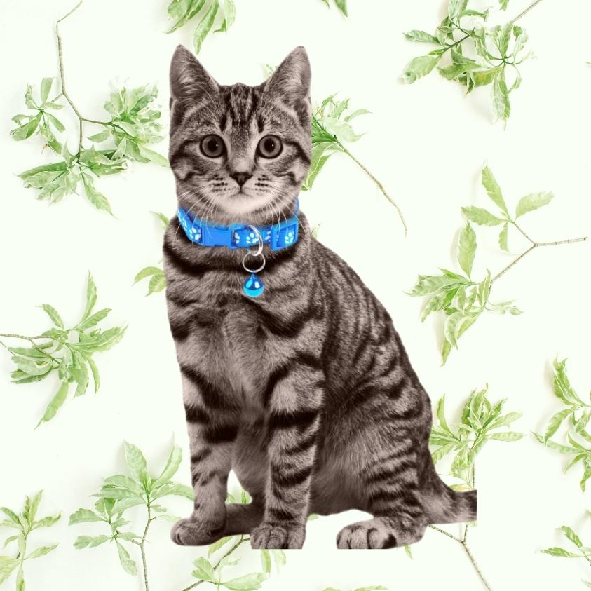 Vòng cổ thú cưng Cún Mèo có chuông dễ thương khóa bấm điều chỉnh màu sắc đẹp VN PET SHOP