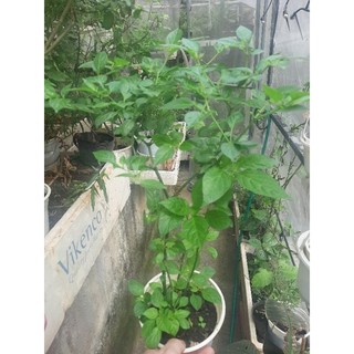 Cây giống ớt siêu cay Peru Aji Charapita