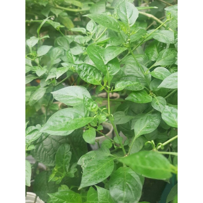 Cây giống ớt siêu cay Peru Aji Charapita