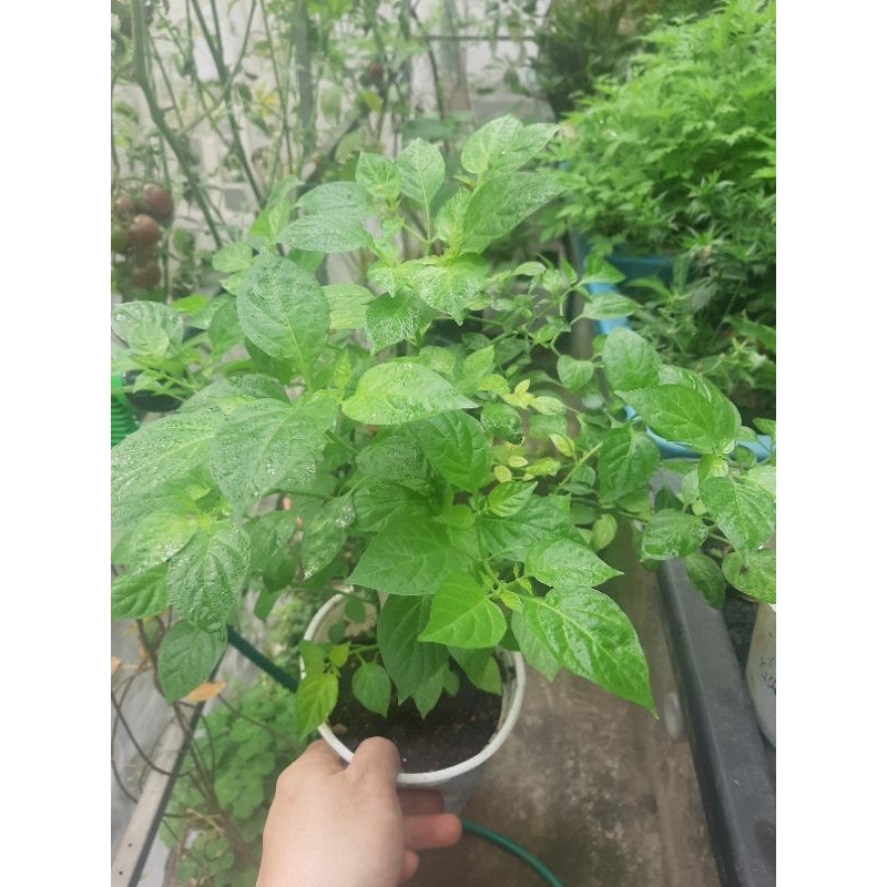 Cây giống ớt siêu cay Peru Aji Charapita