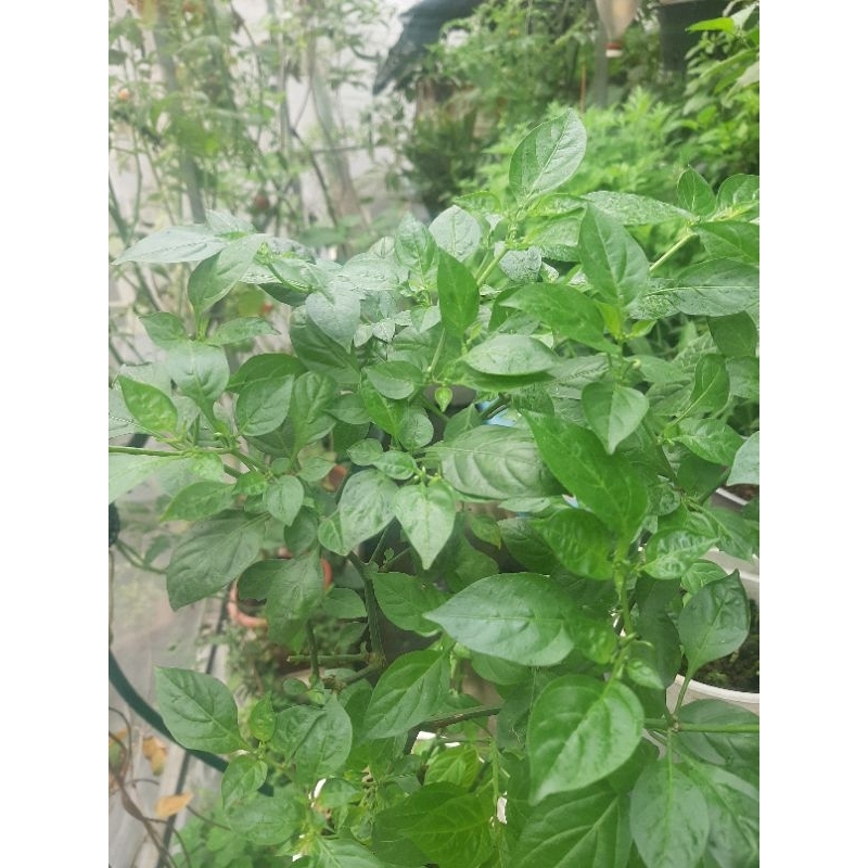 Cây giống ớt siêu cay Peru Aji Charapita