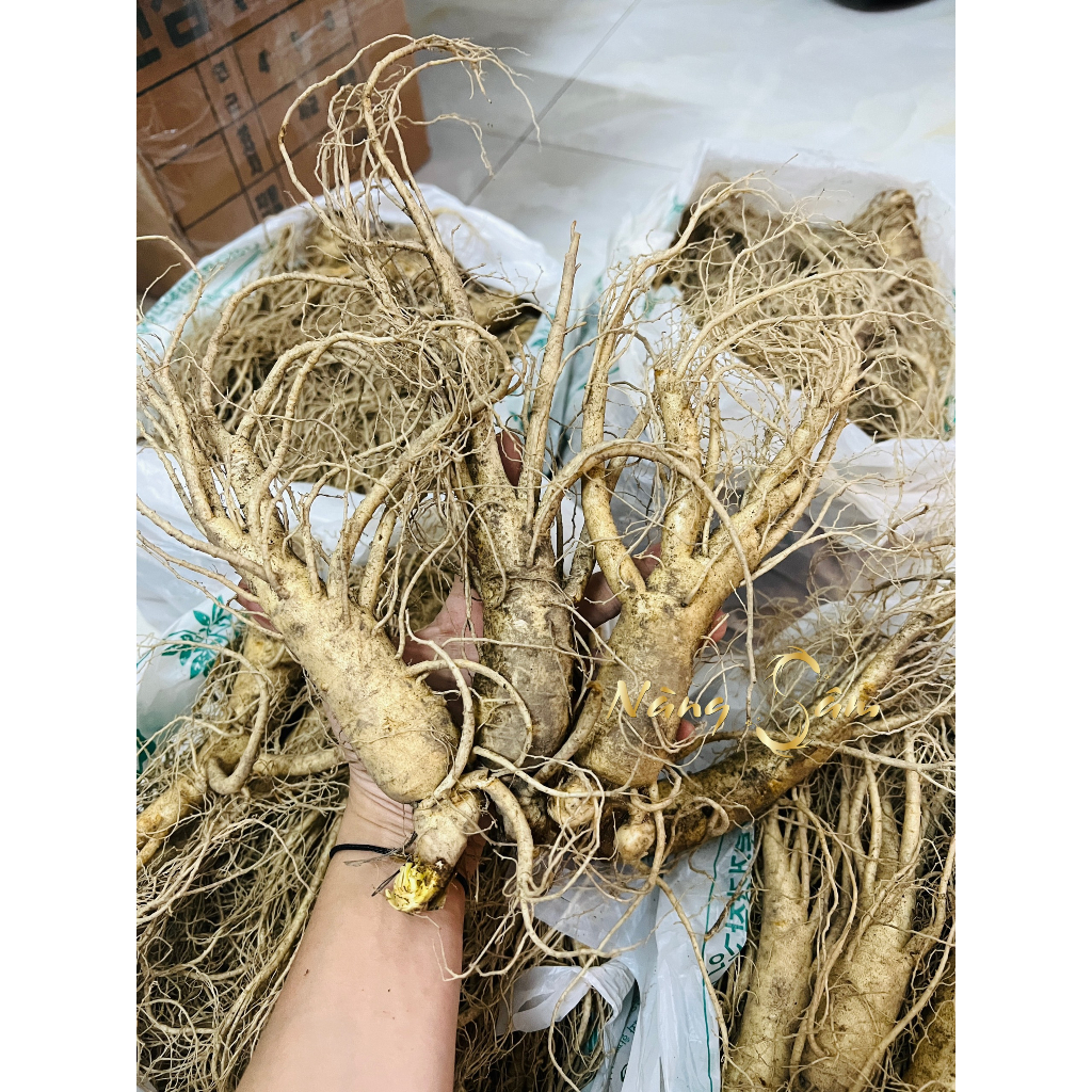 Nhân Sâm Tươi Hàn Quốc Size 10 Củ/ KG - 1Kg Sâm Tươi Bồi Bổ Cơ Thể