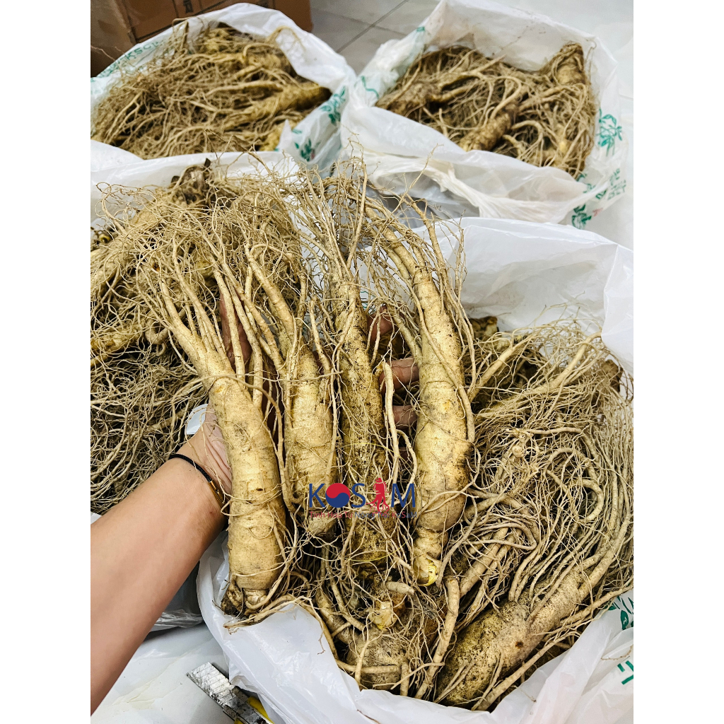 Nhân Sâm Tươi Hàn Quốc Size 10 Củ/ KG - 1Kg Sâm Tươi Bồi Bổ Cơ Thể