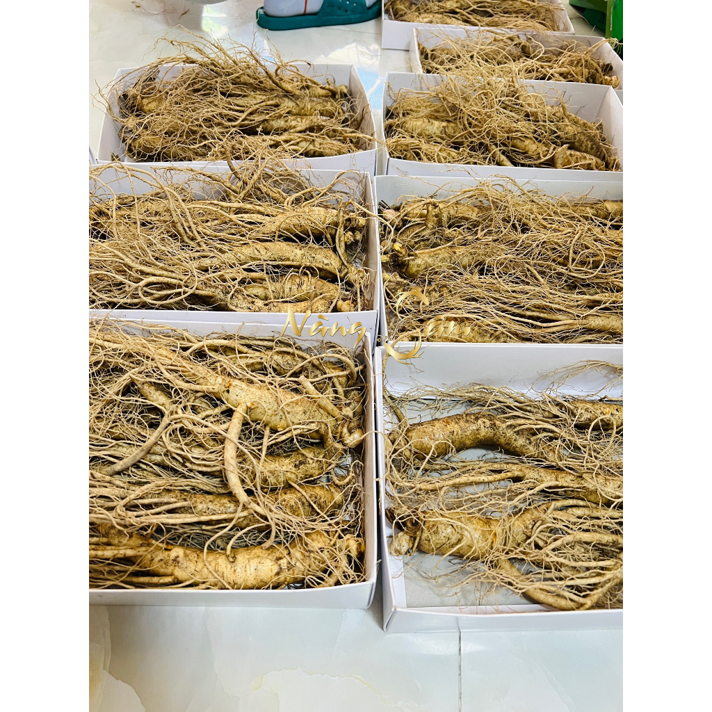 Nhân Sâm Tươi Hàn Quốc Size 10 Củ/ KG - 1Kg Sâm Tươi Bồi Bổ Cơ Thể