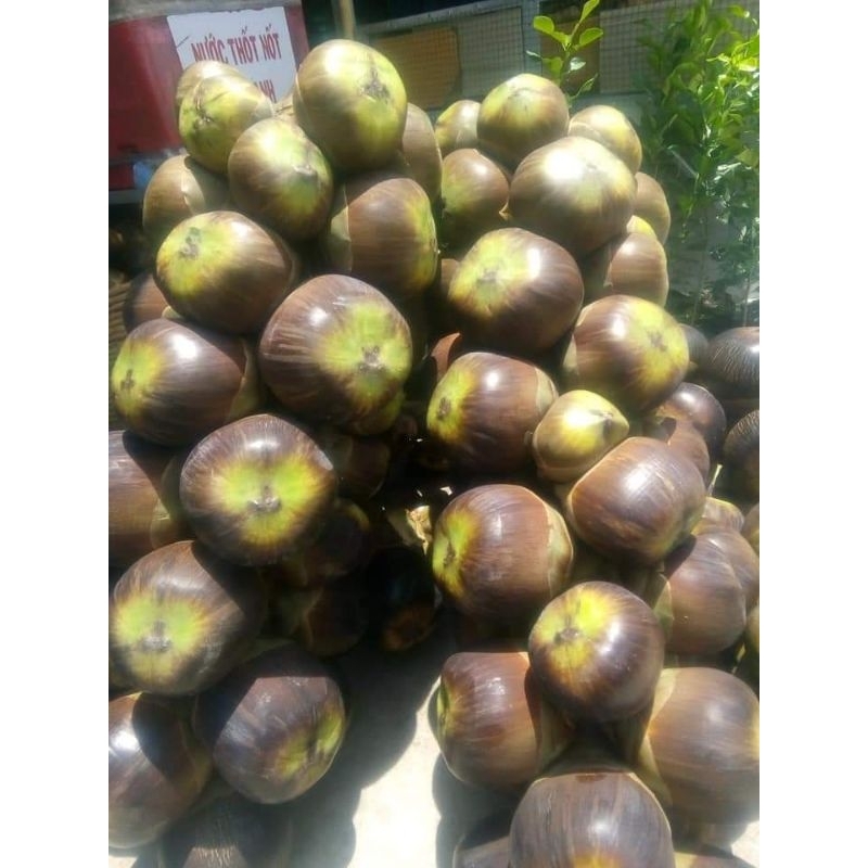 Trái thốt nốt tươi - Đặc sản An Giang