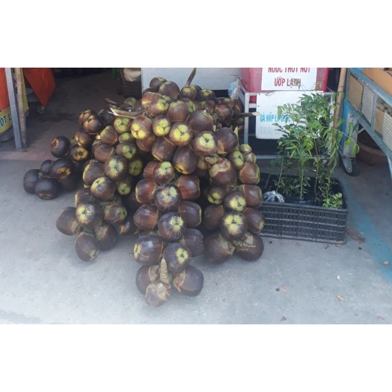 Trái thốt nốt tươi - Đặc sản An Giang