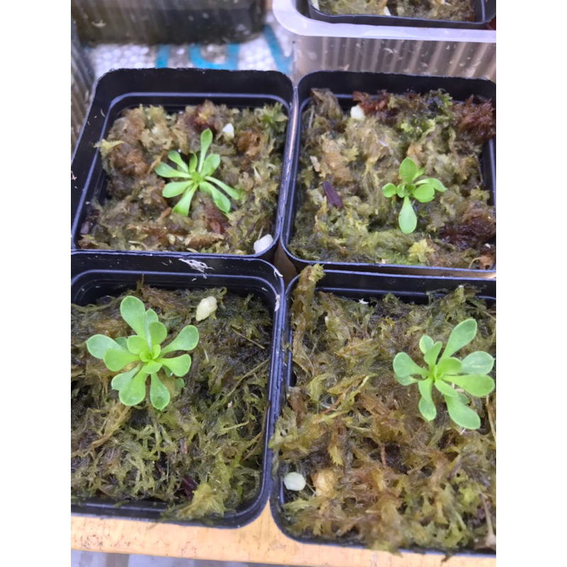 Hoa đập ruồi Stylidium Debile