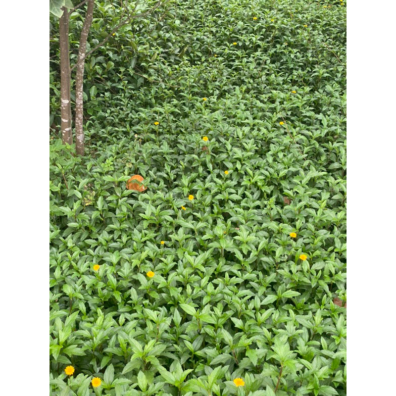 Cây Sài đất tươi 1kg