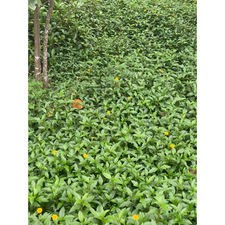 Cây Sài đất tươi 1kg