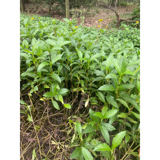cây Sài đất tươi 1kg