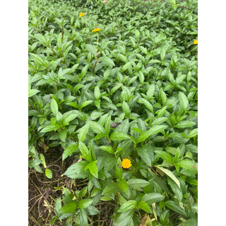 cây Sài đất tươi 1kg