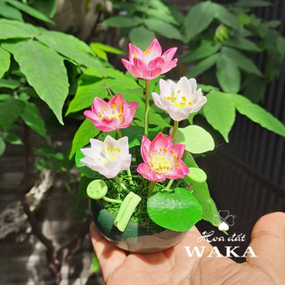 Hoa Đất Sét Mini- Hoa Sen Chậu 5 Bông 12cm