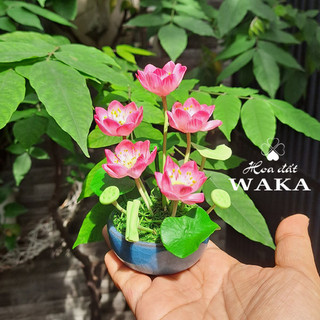 Hoa Đất Sét Mini- Hoa Sen Chậu 5 Bông 12cm