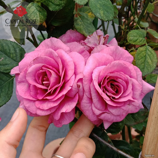 Hoa hồng Tezza Rose tím - hồng bụi, siêng hoa