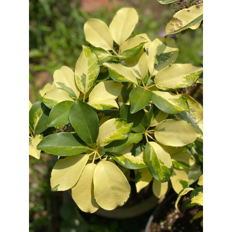 Cây ngũ gia bì cẩm thạch