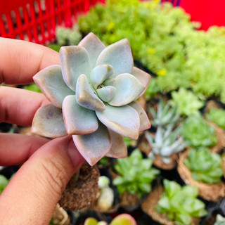 SEN ĐÁ DANH LÁ NGẮN SIZE VỈ SIU DỄ