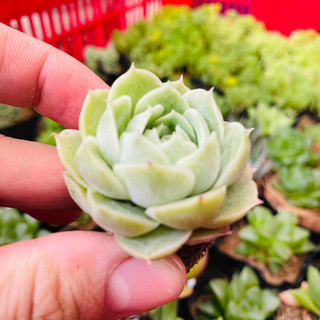 SEN ĐÁ NGỌC BÍCH SIZE VỈ ĐÁNG YÊU