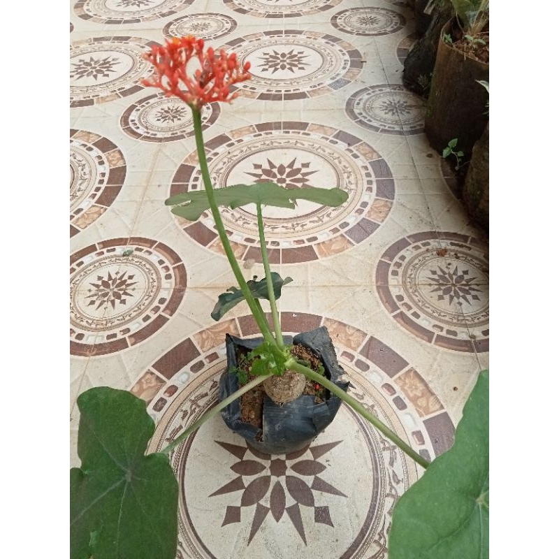 cây ngô đồng cây kiểng trang trí