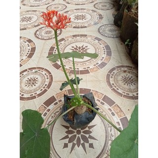 Cây ngô đồng cây kiểng trang trí