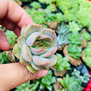 SEN ĐÁ VIỀN HỒNG SIZE VỈ