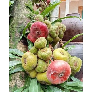 Cây giống vả mật cao 30 40 cm.