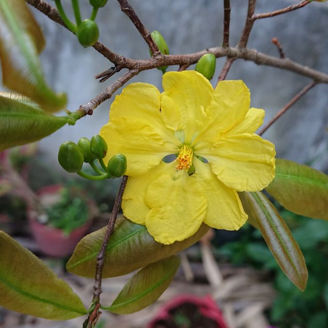 Hạt Giống Cây Mai Hoa Vàng  -