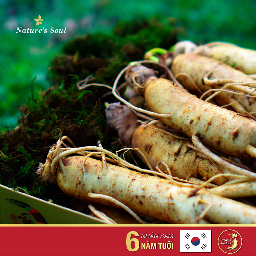 Sâm Tươi Hàn Quốc 6 Năm Tuổi
