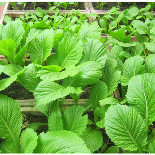 Phân trùn quế nguyên chất gói 1kg