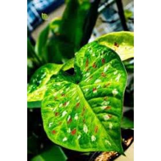 Cây củ môn cảnh , cây mon cảnh trang trí