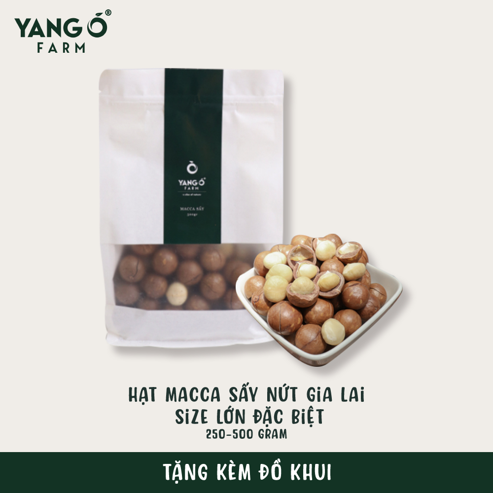 Hạt Macca Sấy Nứt Vỏ SIZE SIÊU LỚN Gia Lai Tự Nhiên Yang O - Tặng kèm đồ tách vỏ