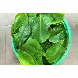 1kg lá bàng