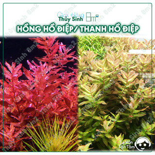 Hồng hồ điệp, thanh hồ điệp | cây thủy sinh hậu cảnh, cắt cắm | 8m2