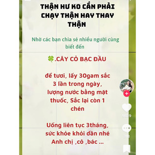 cỏ bạc đầu