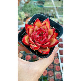 sen đá đế đỏ
