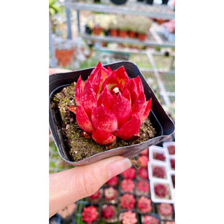 sen đá đế đỏ