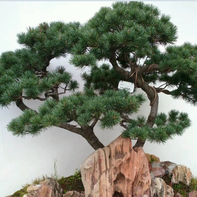 Hạt giống cây tùng la hán, hạt giống tốt f1- Gói 10 Hạt/Tặng gói kích thích hạt nảy mầm--HGCT