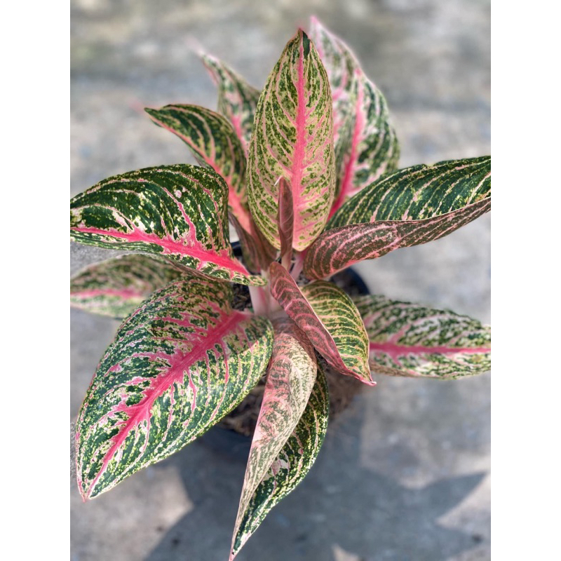 Cây thịnh vượng