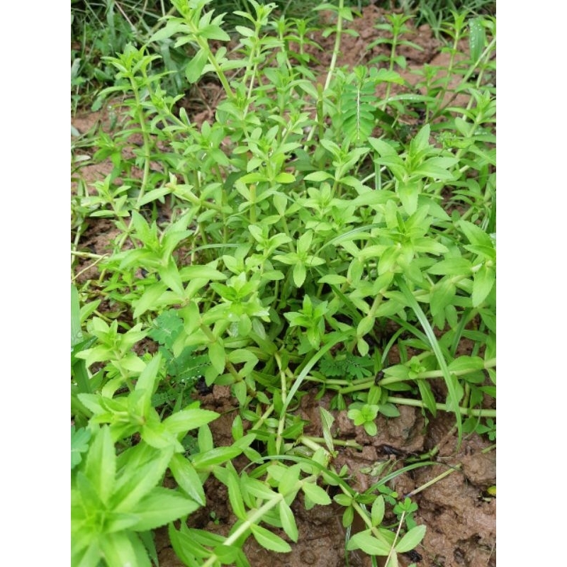 Cây Rau ngò om